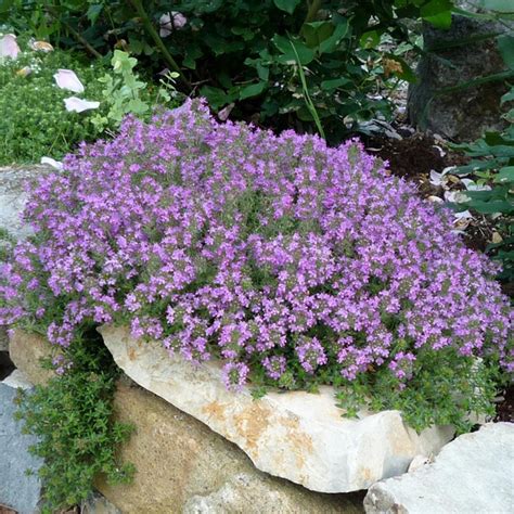 Transforming Your Urban Oasis with Creeping Wild Thyme